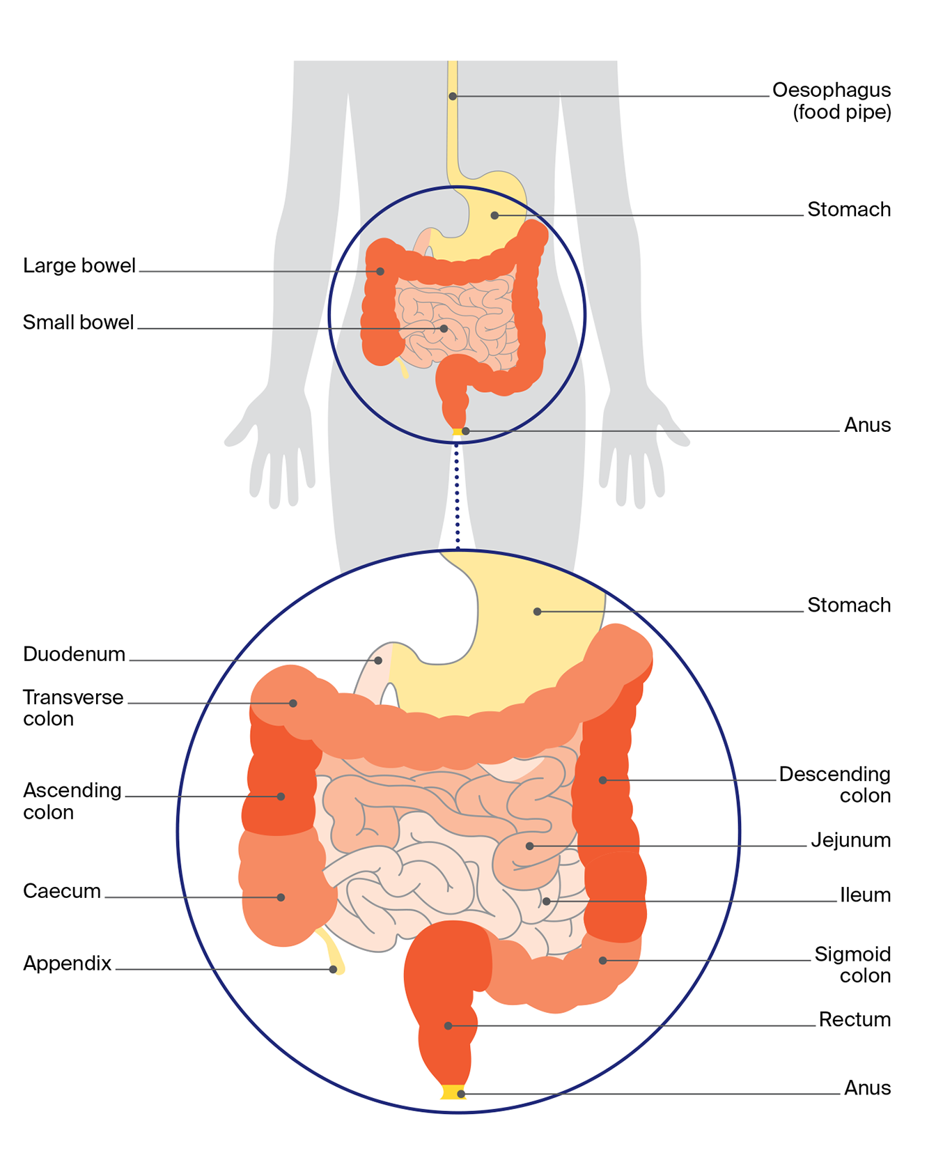 Diagram of the lower digestive system, with a close-up view of the colon, small intestine, stomach, rectum, and related structures.