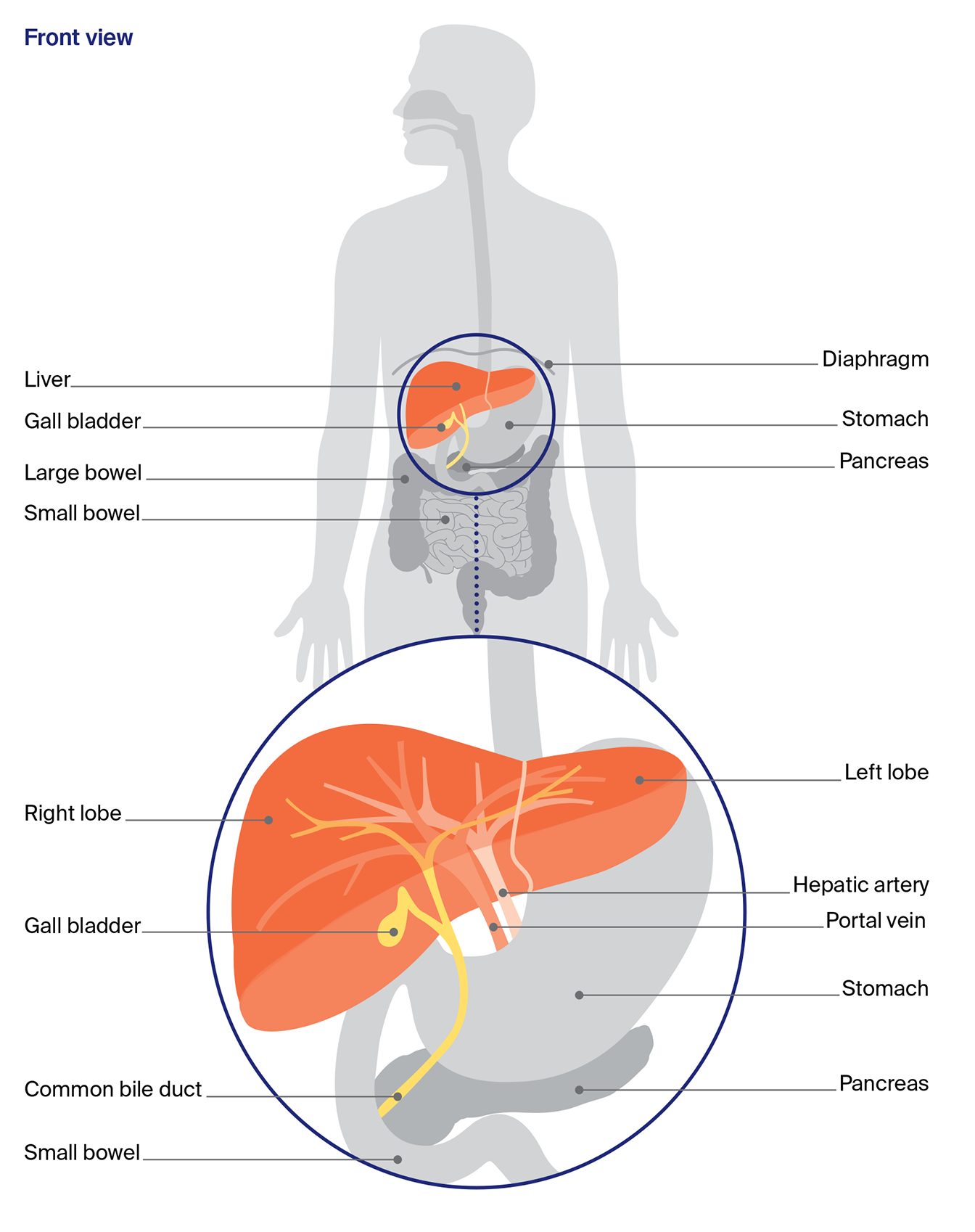 Diagram of the digestive system showing front view of the body and a close-up of the liver, stomach, pancreas, gall bladder, and small bowel.