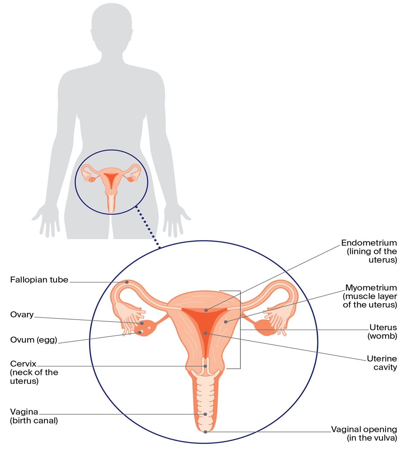 Diagram of the reproductive system including a close-up of the uterus connected to the fallopian tubes and ovaries, with labels for each structure.