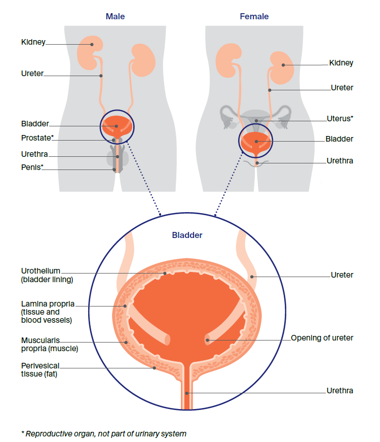 Illustration showing the urinary system.