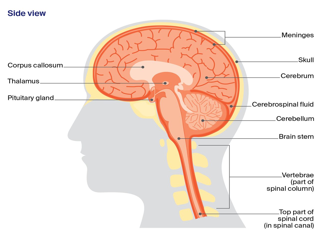 Labelled diagram of a side view of the central nervous system showing brain and spinal cord, including cerebrum, cerebellum, brain stem, meninges, and spinal cord.