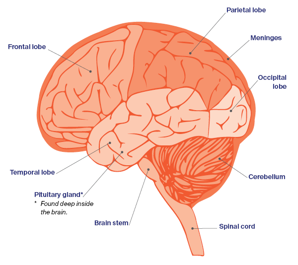 Side view diagram of the brain and spinal cord showing key areas and common symptoms, including changes to behaviour, memory, vision, movement, balance and hormones.