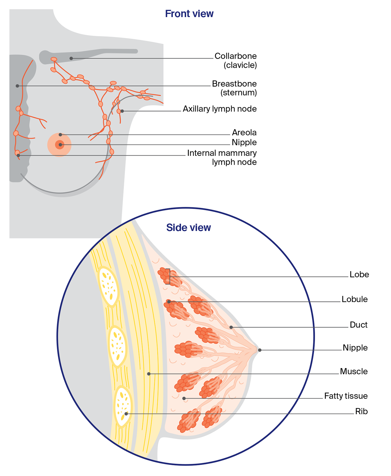 Diagram of the breasts showing front and side views, including nipple, areola, ducts, lobes, lymph nodes, muscle, fatty tissue, ribs and collarbone. 