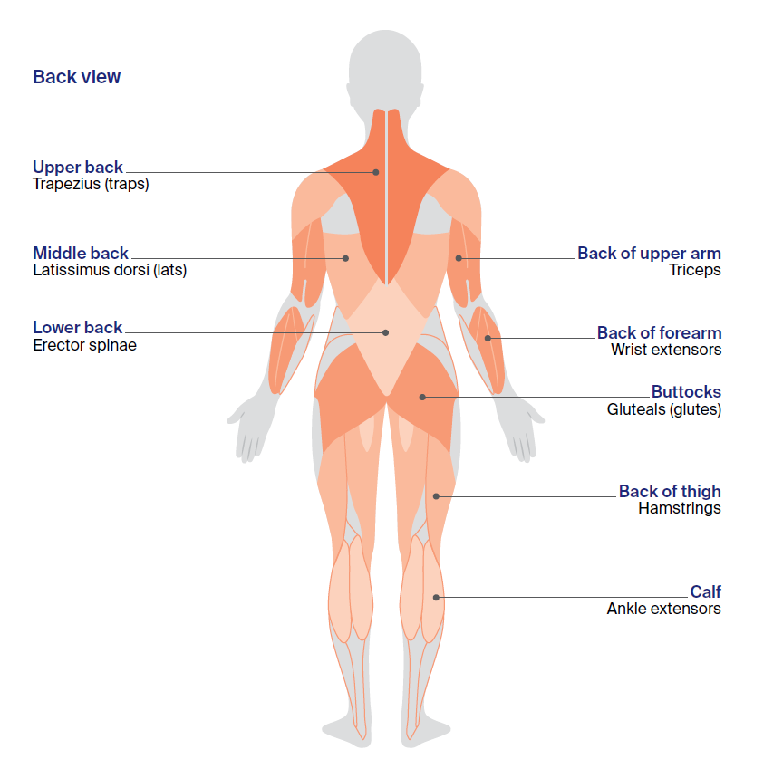 Illustration of the major muscle groups used during exercise shown from the back of the body. Highlighted areas identify the upper back (trapezius or traps), middle back (latissimus dorsi or lats), lower back (erector spinae), back of the upper arm (triceps), back of the forearm (wrist extensors), buttocks (gluteals or glutes), back of the thigh (hamstrings), and calf muscles (ankle extensors). Side and stomach muscles are labelled as sometimes being called 'core muscles'.