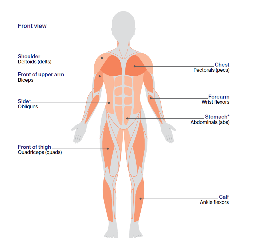 Illustration of the major muscle groups used during exercise shown from the front of the body. Highlighted areas identify the shoulders (deltoids or delts), chest (pectorals or pecs), front of the upper arm (biceps), forearms (wrist flexors), sides of the torso (obliques), stomach (abdominals or abs), front of the thighs (quadriceps or quads), and calf muscles (ankle flexors).