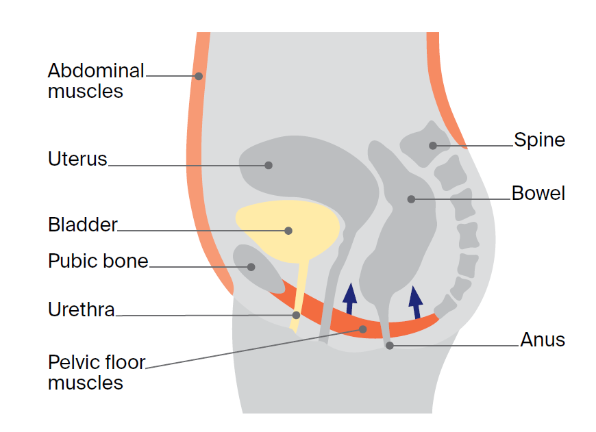 Cross-sectional diagram of the female pelvis showing the pelvic floor muscles supporting the bladder, uterus and bowel. Labelled structures include the abdominal muscles, uterus, bladder, pubic bone, urethra, pelvic floor muscles, spine, bowel and anus. Blue arrows point upward from the pelvic floor muscles, illustrating muscle contraction and lifting.