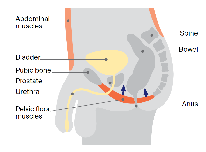 Cross-sectional diagram of the male pelvis showing the pelvic floor muscles supporting the bladder and bowel. Labelled structures include the abdominal muscles, bladder, pubic bone, prostate, urethra, pelvic floor muscles, spine, bowel and anus. Blue arrows point upward from the pelvic floor muscles, illustrating muscle contraction and lifting.