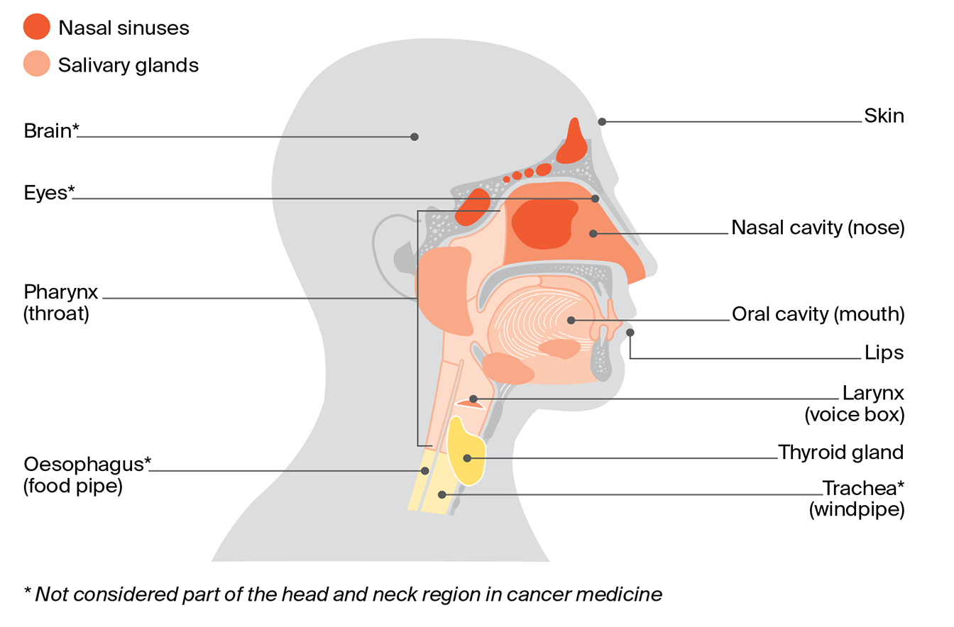 Diagram of the head and neck showing the mouth, nose, throat, voice box, salivary glands, thyroid, and windpipe.