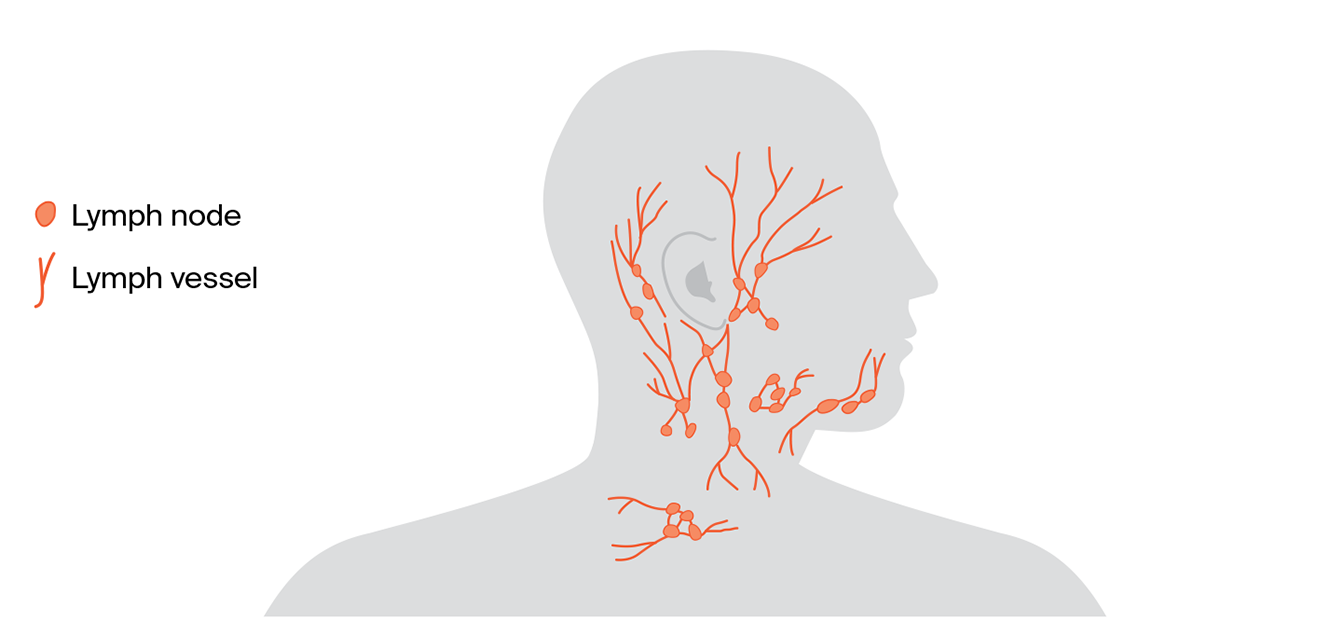 Diagram of the head and neck showing the lymph nodes and vessels.