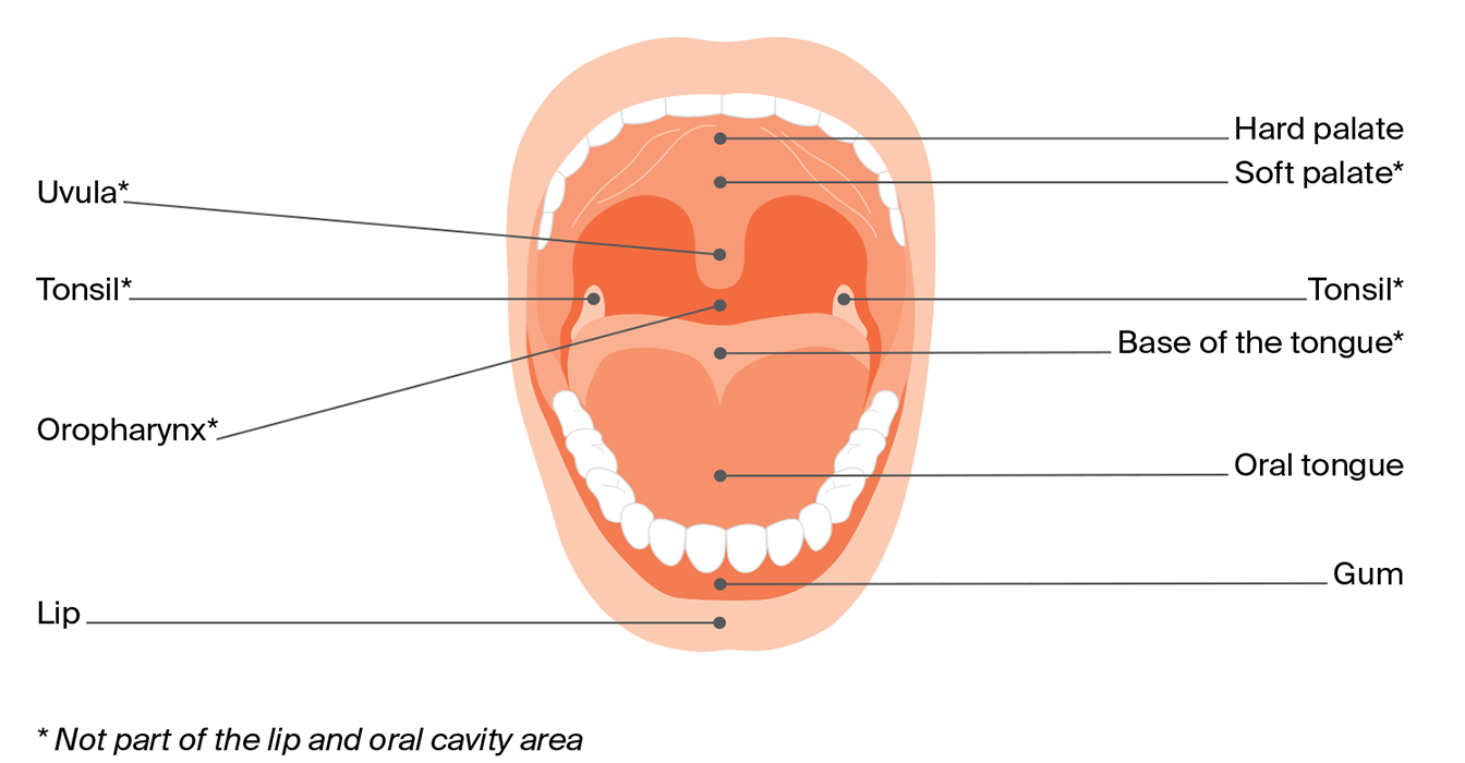 Diagram of the oral cavity showing lips, gums, teeth, tongue, tonsils, uvula, hard and soft palate, and the oropharynx at the back of the mouth.