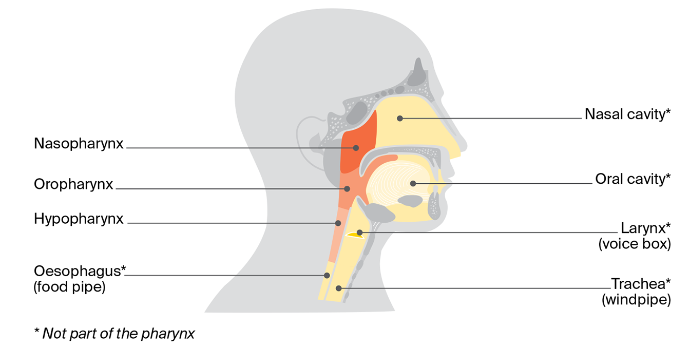 Diagram of the pharynx showing the nasopharynx, oropharynx and hypopharynx, and nearby areas including the nasal cavity, larynx and trachea.