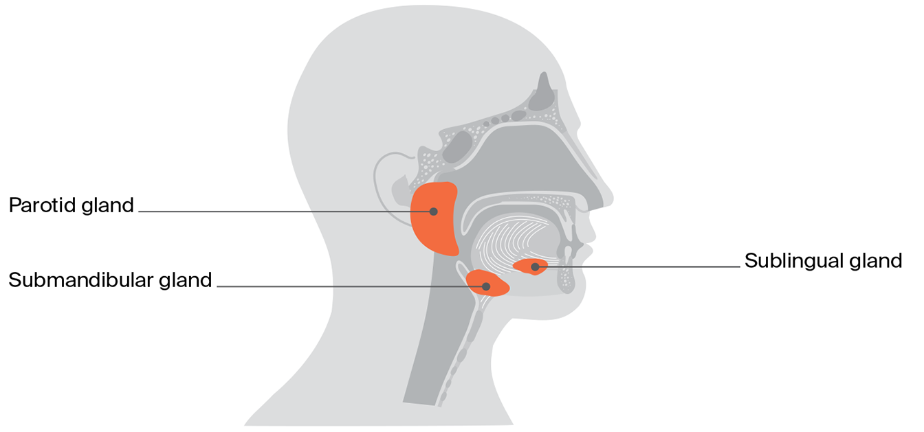 Diagram of the salivary glands showing the parotid gland near the ear and the submandibular and sublingual glands under the jaw and tongue.