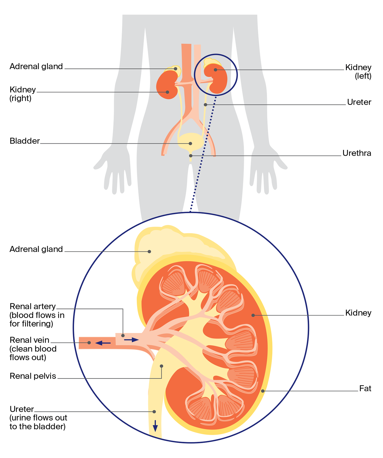 Diagram of the urinary system and a close-up of a kidney showing internal structures including the flow of urine to the bladder.