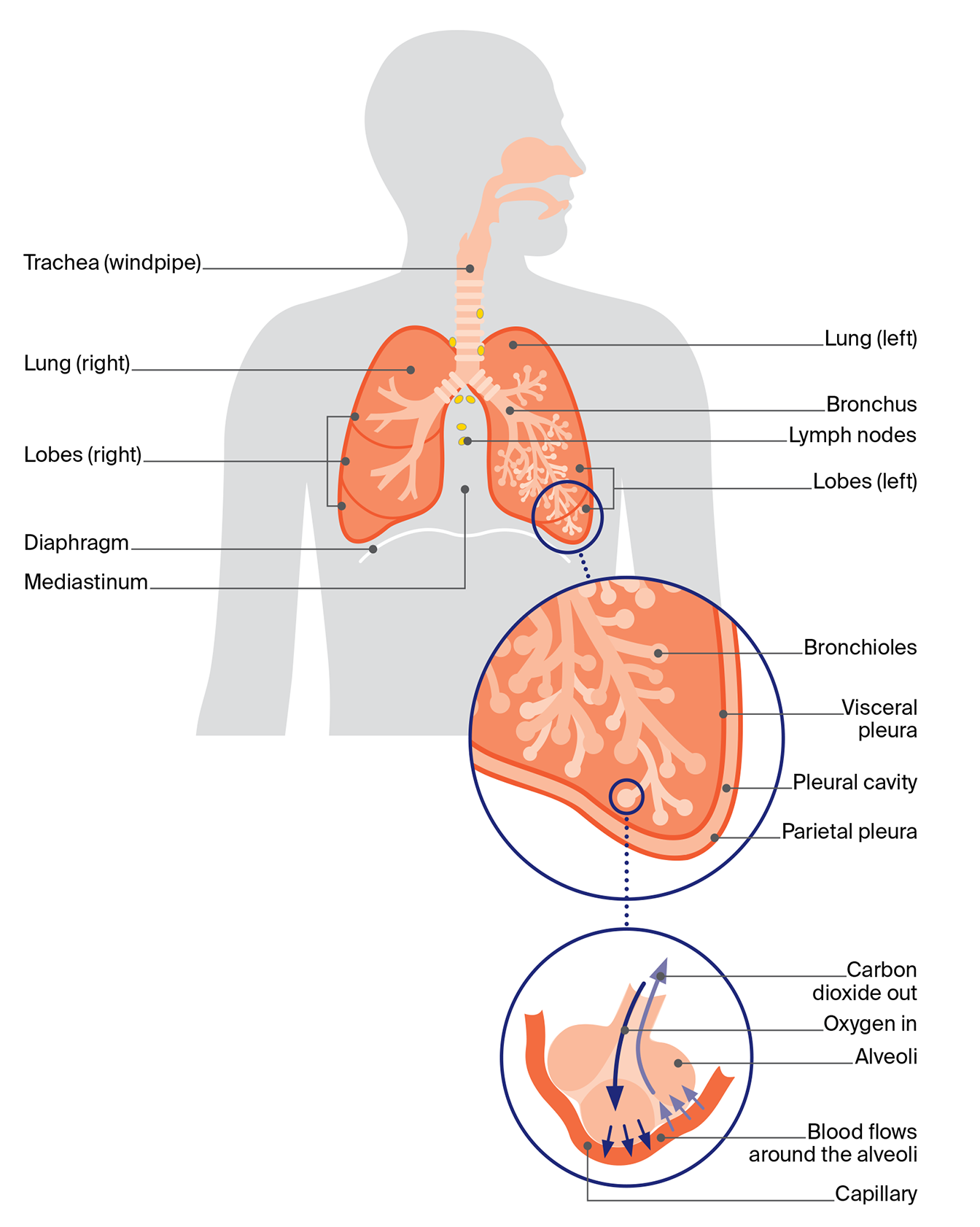 Diagram of the respiratory system showing lungs, trachea, bronchi and alveoli, and how breathing moves oxygen into the blood and carbon dioxide out.