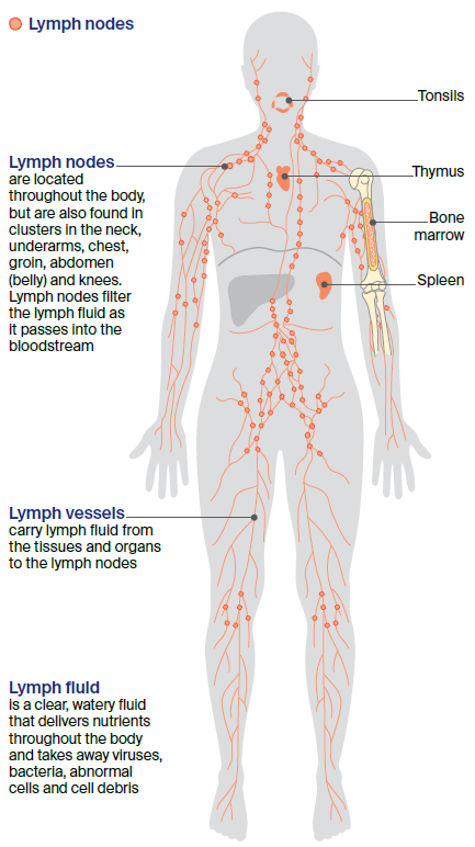 Diagram of the lymphatic system showing lymph nodes, vessels, organs and lymph fluid, with labels explaining the function of each part. 