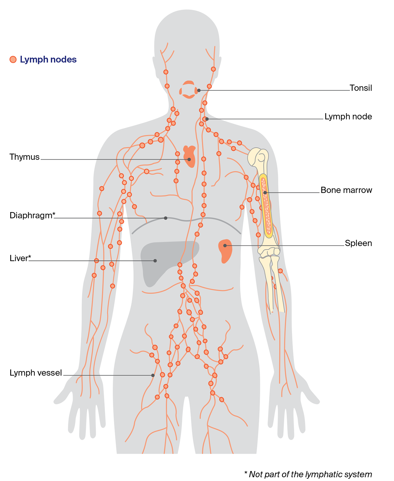 Labelled illustration showing the lymphatic system in the body, including the lymph nodes and vessels, and the thymus and the