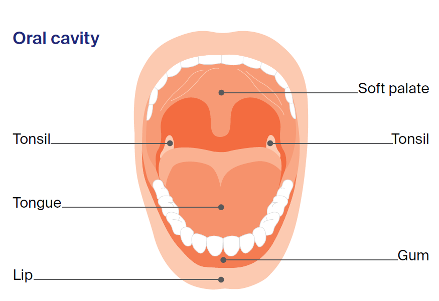 Illustration of the oral cavity showing an open mouth with labelled anatomical structures, including the soft palate at the roof of the mouth, the tonsils on either side of the throat, the tongue, the gums, and the lower lip. Teeth are visible around the upper and lower jaws.