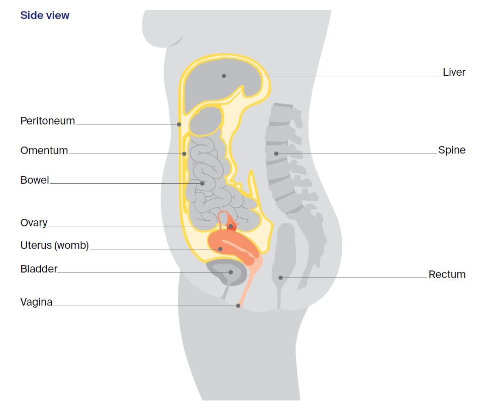 Diagram of Organs and structures near the ovaries