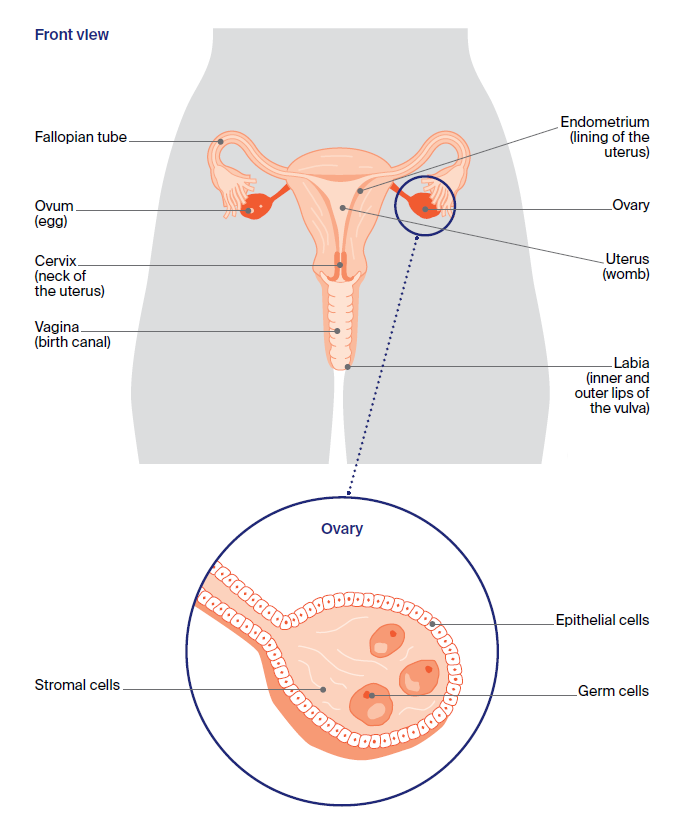 Illustration of the female reproductive system