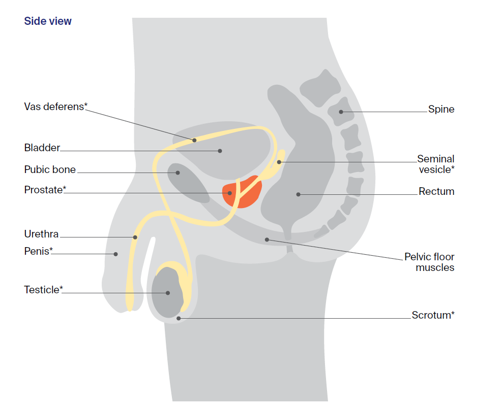 Diagram of side view of the prostate, which is part of the male reproductive system.