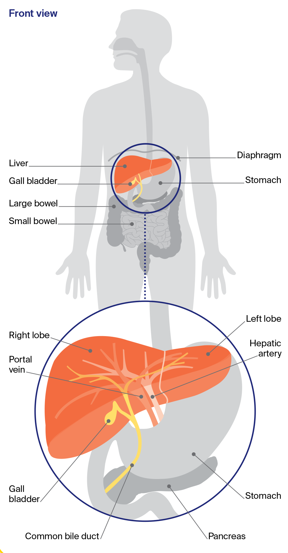 Diagram of the digestive system including a close-up of the liver and nearby organs.