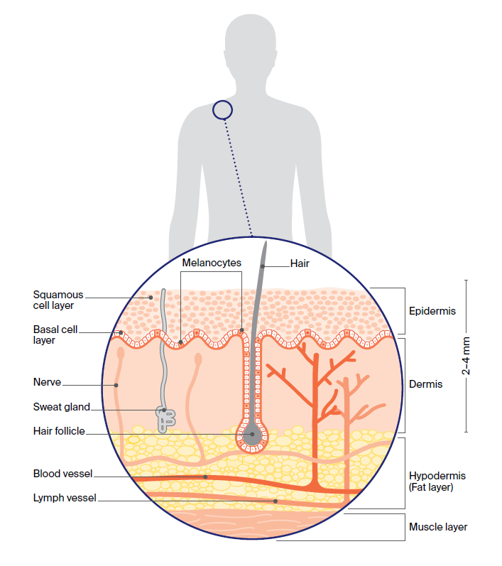 Close up of skin layers identifying features within the skin such as hair, nerves, sweat glands, hair follicles, blood vessels, and lymph vessels.