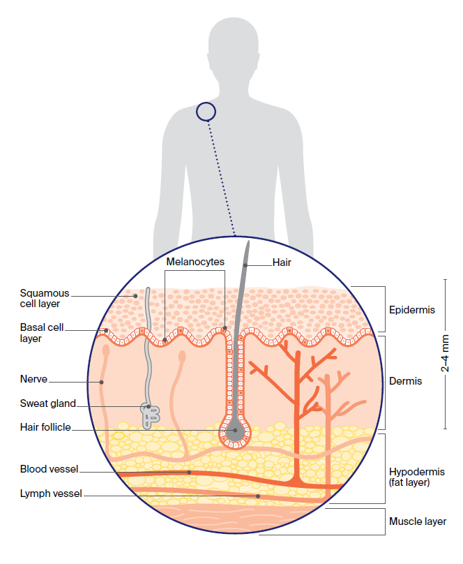 Illustration of the layers of the skin